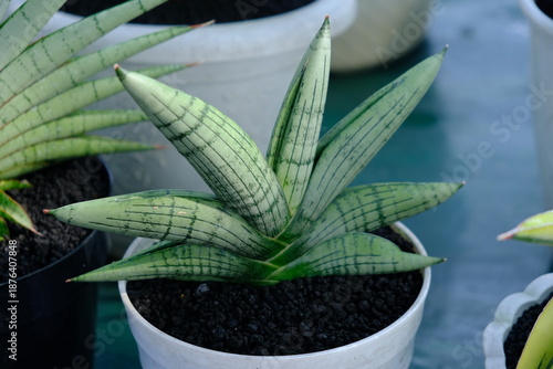 Dracaena angolensis 'Boncel', formerly known as Sansevieria cylindrica 'Boncel', is a popular dwarf succulent plant known for its fan-shaped, cylindrical, gray-green leaves.