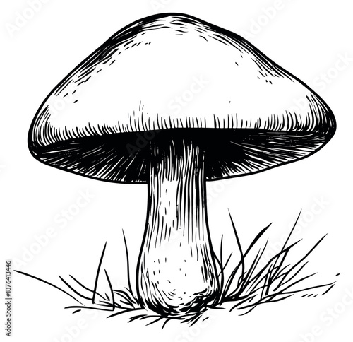 Hand drawn line art illustration of a mushroom depicting it growing in grass for nature and food concepts