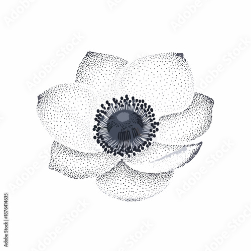 Elegant white anemone flower illustration with dark center, rendered in a delicate stippling technique on a white background