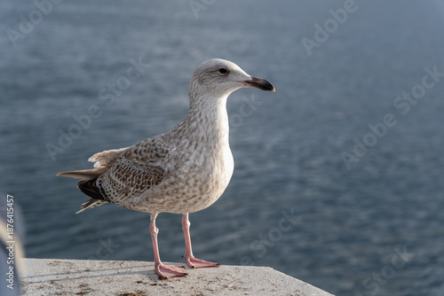 Seagull on the Sopot Pier railing, Sopot