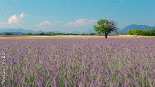 Lone tree amongst the lavender fields at Puimoisson, Alpes-de-Haute-Provence, France