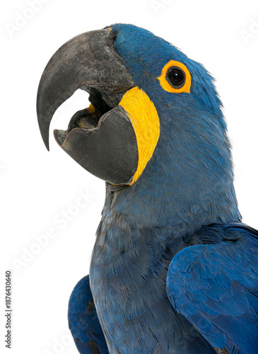 Wallpaper Mural Hyacinth Macaw, Anodorhynchus hyacinthinus open beak isolated on white, Remastered Torontodigital.ca