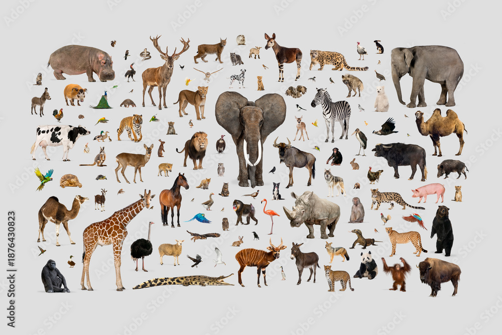 Fototapeta premium Global diverse animals collection creating biodiversity concept