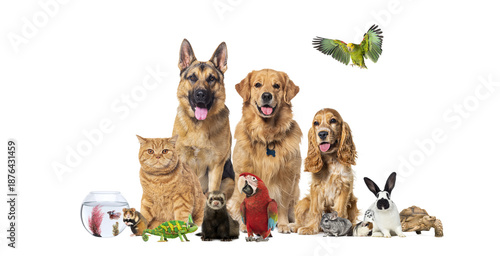 Group of pets and domestic animals standing together © Eric Isselée
