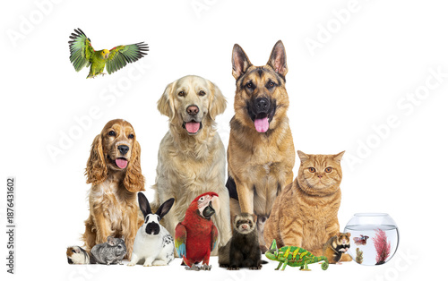 Wallpaper Mural Group of diverse pets standing together on white background Torontodigital.ca