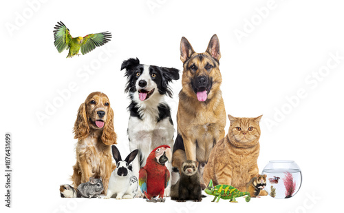 Diverse group domestic pets standing white background © Eric Isselée