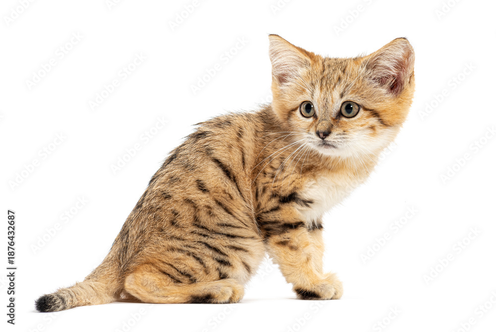 Obraz premium Sand cat kitten sitting and looking back on white background