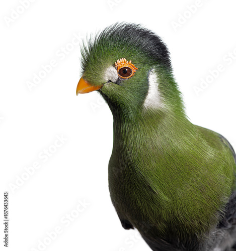 Wallpaper Mural White cheeked turaco bird posing on white background Torontodigital.ca