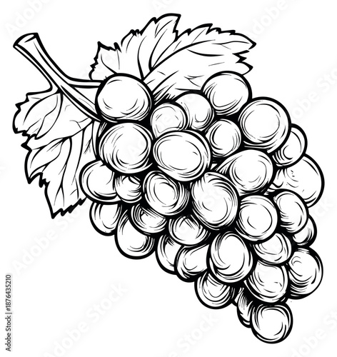 Hand drawn line art illustration of a bunch of grapes depicting fresh fruit for food and beverage designs