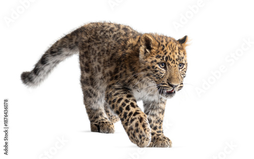 Wallpaper Mural Amur leopard cub walking, big cat wildlife Torontodigital.ca