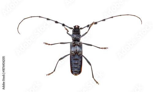 Rosalia alpina longhorn beetle underside on white background