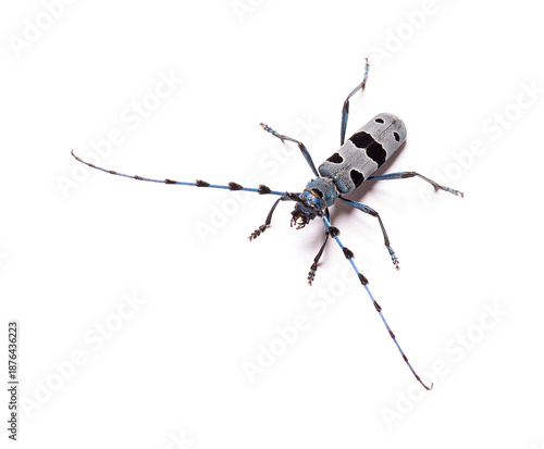 Rosalia longicorn alpine longhorn beetle on white background