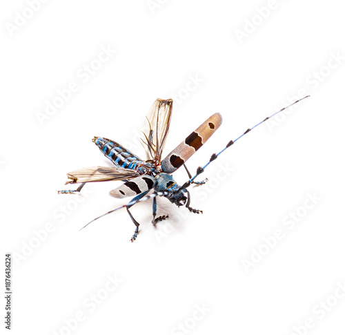 Alpine longhorn beetle rosalia longicorn flying white background