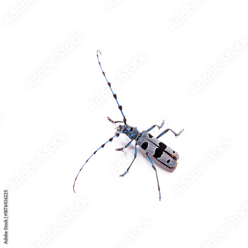 Alpine longhorn beetle rosalia alpina insect isolated on white