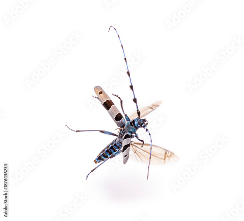 Rosalia longicorn beetle with spread wings flying