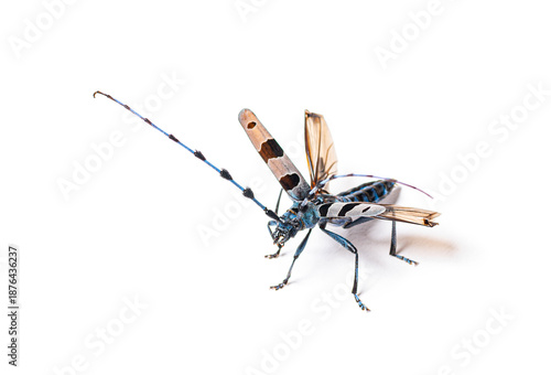 Alpine longhorn beetle rosalia alpina flying, white background