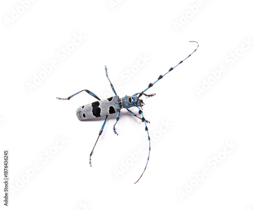 Alpine longhorn beetle rosalia longicorn insect on white background