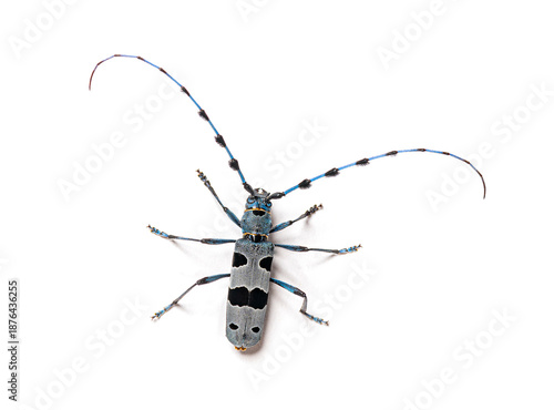 Rosalia alpina alpine longhorn beetle on white background