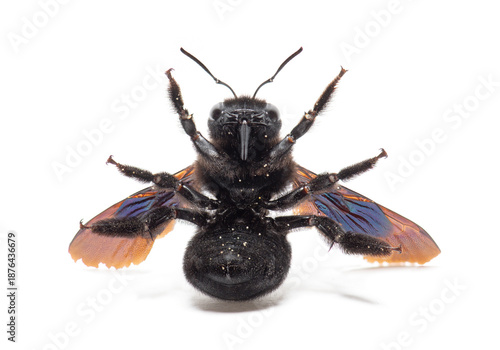 Quadro em tela Violet carpenter bee xylocopa violacea lying on its back