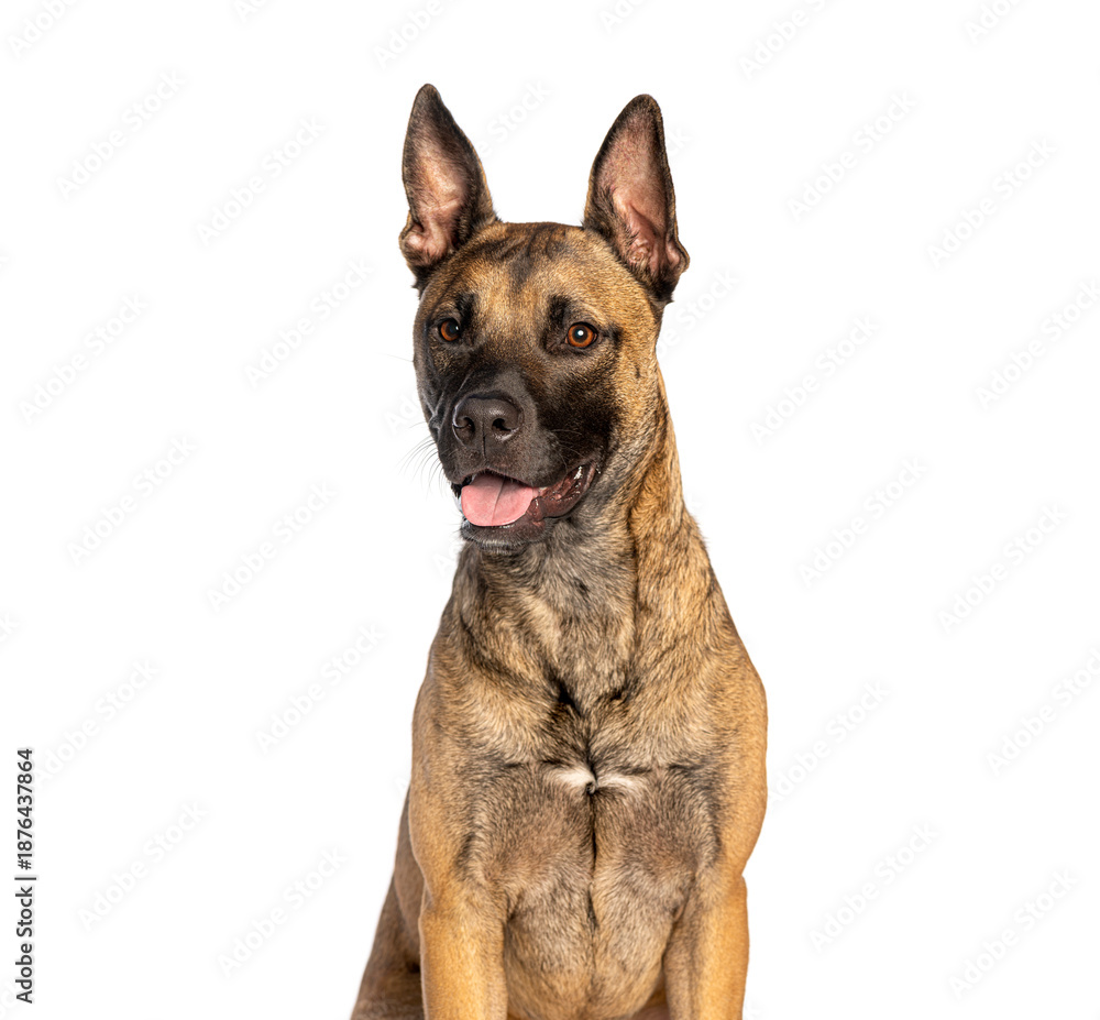 Obraz premium Dog looking at camera with happy expression