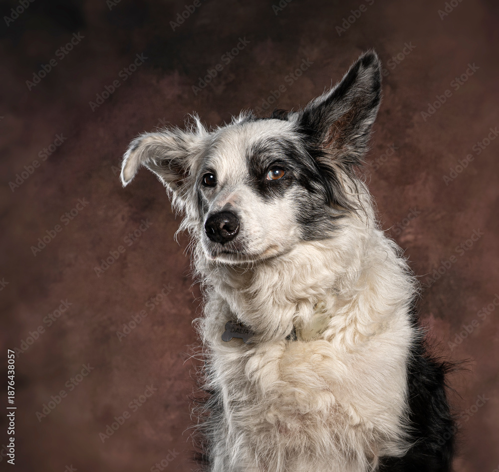 Fototapeta premium Border collie dog portrait looking attentive curious