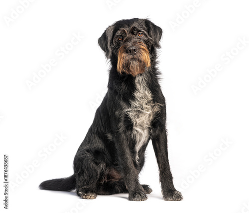 Fotografi Scruffy black and brown Griffon dog sitting on white background
