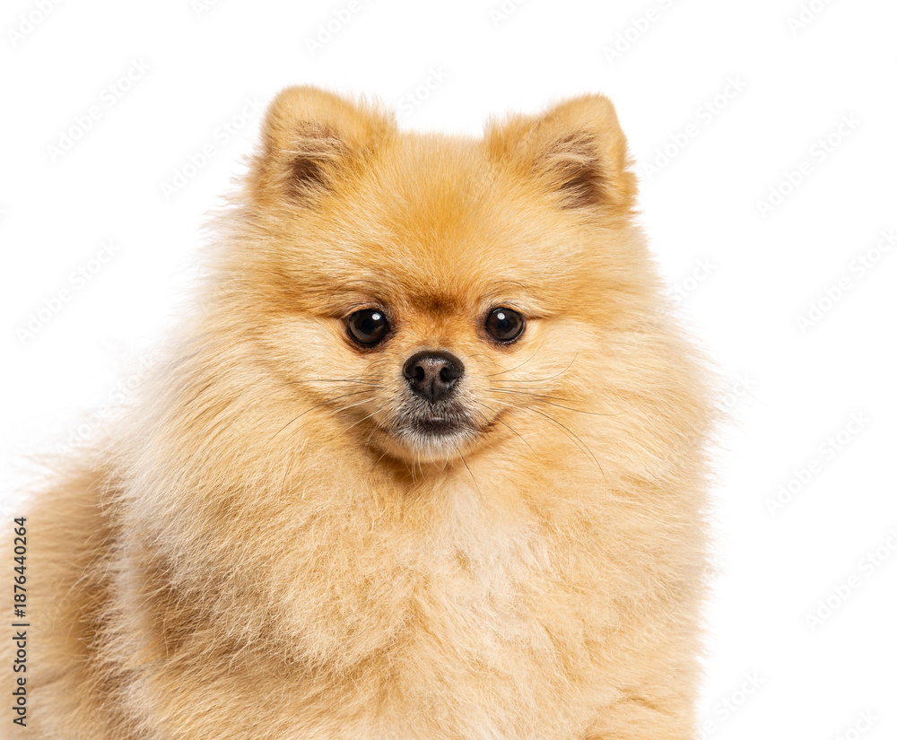 Obraz premium Pomeranian dog looking at camera on white background