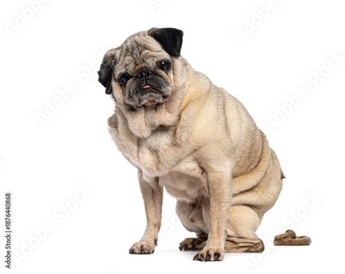 Wallpaper Mural Old Pug dog looking guilty after defecating on white background Torontodigital.ca