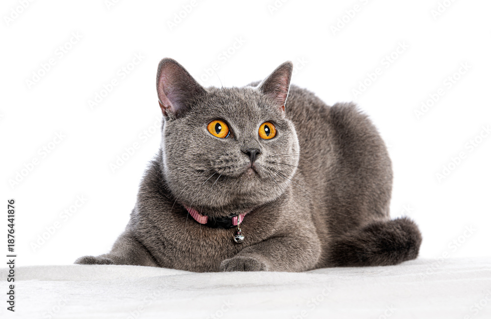 Fotografie British shorthair cat lying down looking up
