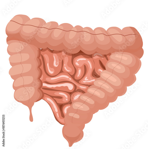 Hand Drawn Human Digestive Intestines Illustration