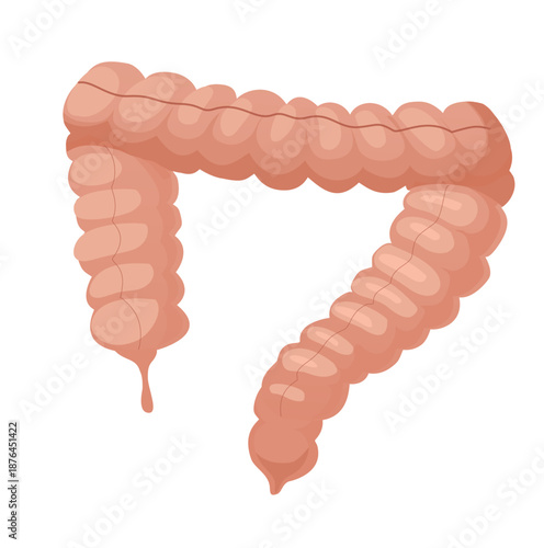 Hand Drawn Human Large Intestine Illustration