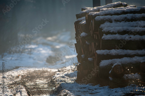 tree felling carried out in winter forest