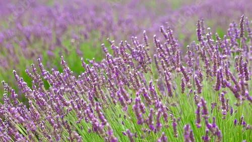 Close up of lavender blowing in the breeze Valensole Alpes-de-Haute-Provence, France