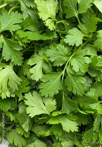 Emerald Canopy