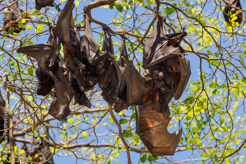 Schwarze Flughunde (pteropus alecto) schlafen in den Parkbäumen von Watansoppeng