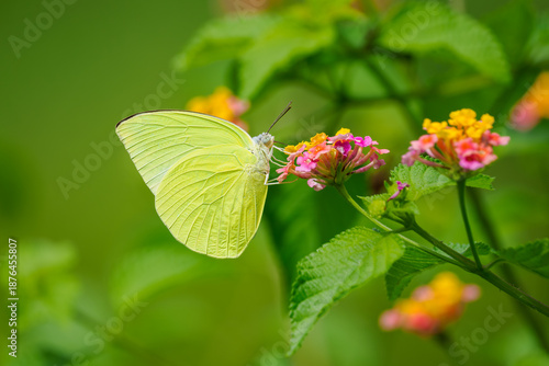 Asiatischer gelber Schmetterlling,  lemon emigrant butterfly, an einer bunten Blüte