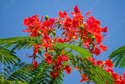 Rote Blüten eines Flammenbaumes (delonix regia) vor blauem Himmel
