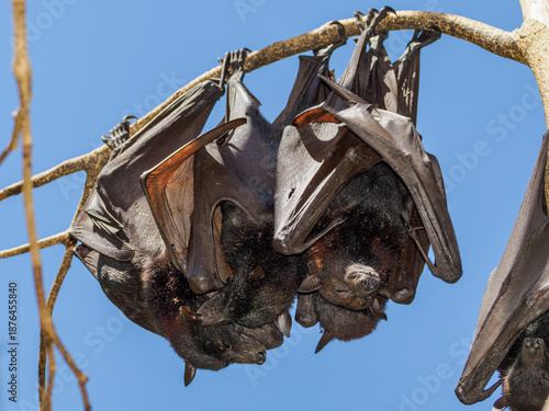 Schwarze Flughunde (pteropus alecto) hängen von einem Ast in Bat City Watansoppeng