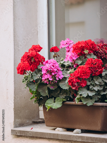 flowers in pots