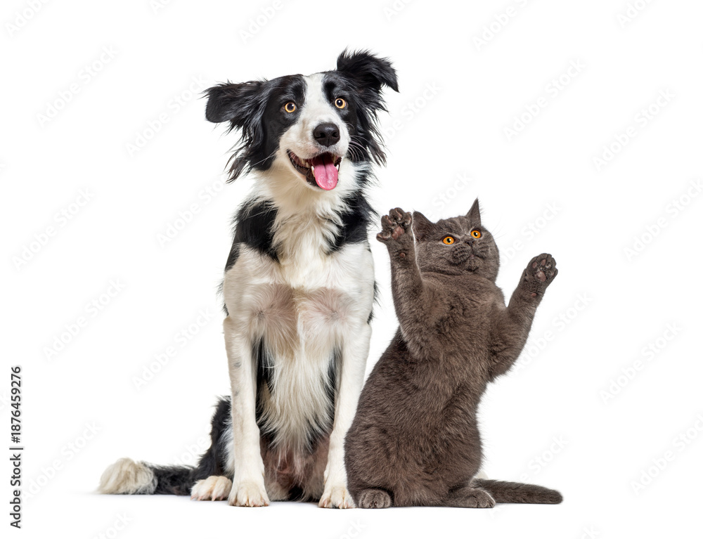 Fototapeta premium Border collie and british shorthair cat playing together
