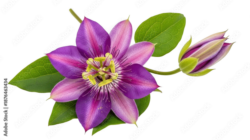 Obraz premium Beautiful purple clematis flower isolated on transparent background