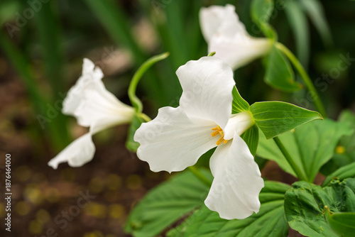  White Trillium grandiflorum flower in early spring on the forest floor.  Also known as the great white trillium.