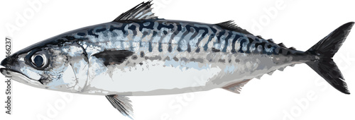 Realistic Mackerel Fish Illustration Isolated on White Background, Fresh Seafood Concept, Marine Life, Healthy Food, Fishing Industry Design