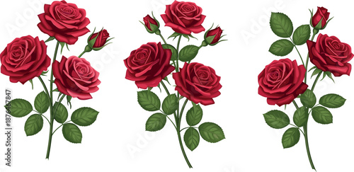 Red rose flower vector illustration set with realistic blooming roses, green leaves, romantic botanical design for Valentine, wedding, and decoration