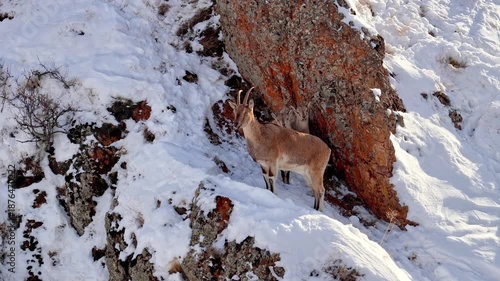 Wild mountain goat and its kids in the snow