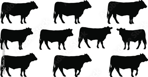 Cow silhouettes set isolated on white background farm animal livestock collection black cattle shapes vector illustration bundle