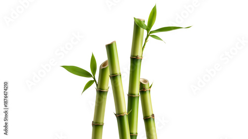 Bamboo stalks with leaves isolated on transparent background