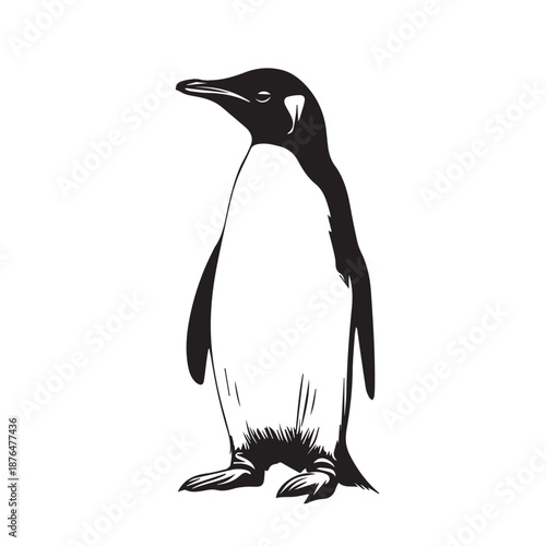 penguin on a white background