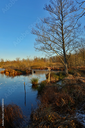 La palude di Cazzago Brabbia (Varese) - Un importante luogo di sosta lungo il viaggio migratorio per decine di specie di uccelli e sito di nidificazione per molte specie legate all’acqua…