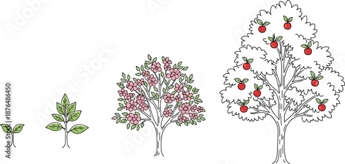 Apple tree growth stages illustration from seedling to mature fruit tree, showing plant development cycle, gardening concept, agriculture education, 
